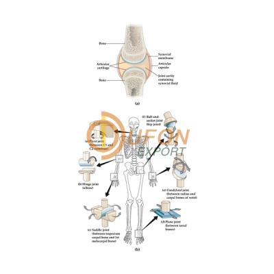 Human Body Joints