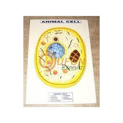 Animal Cell