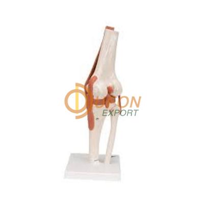 Human Knee Joint Model