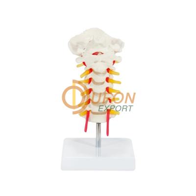 Cervical Spine Model