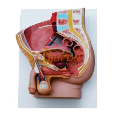 Human Male Pelvis Section 2 Part