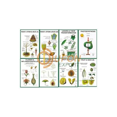 Botany Model, Ii 3D