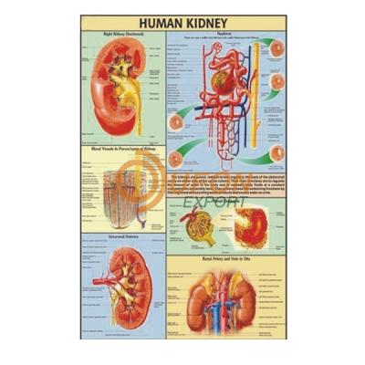 Human Kidney Chart