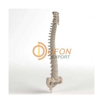 Human Spinal Column Model