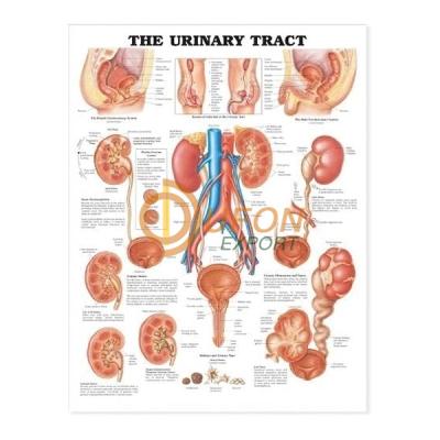 Urinary Tract Chart