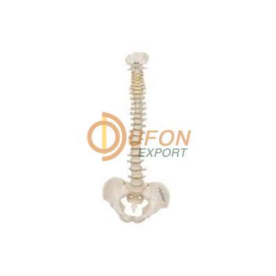 Flexible Spinal Column