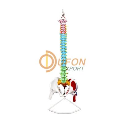 Color Coded Region Flexible Spinal Column