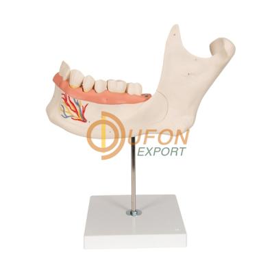 Lower Jaw Model