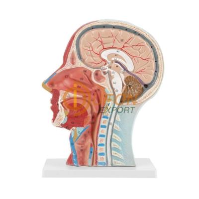 Head Sagittal Section