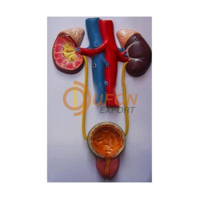 Urinary System Model