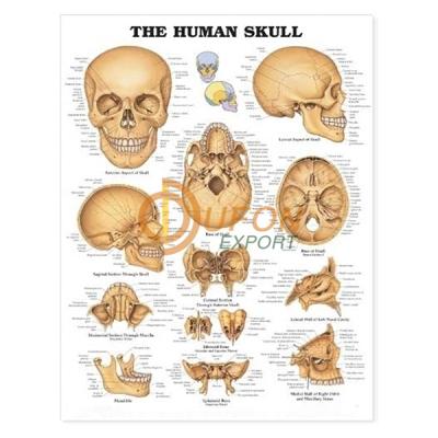 Human Skull Chart