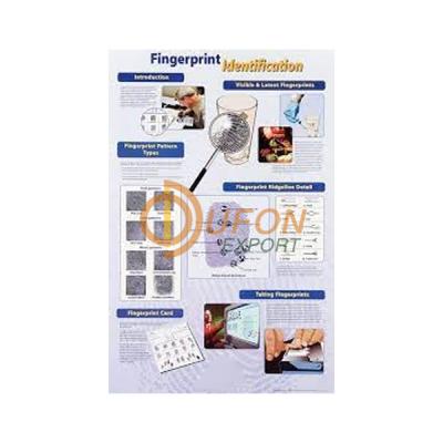 Poster Fingerprint Identification (Laminated)