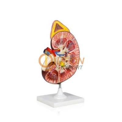 Kidney Model 3x