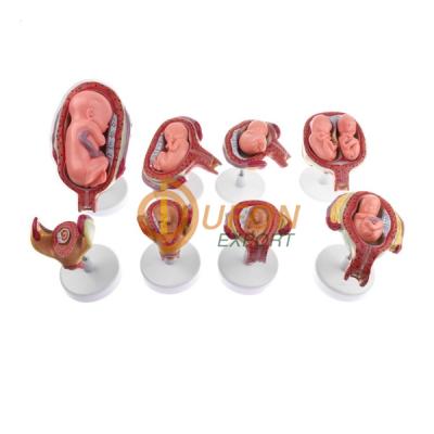 Fetus Development Model