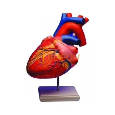 Heart Model (Jumbo)