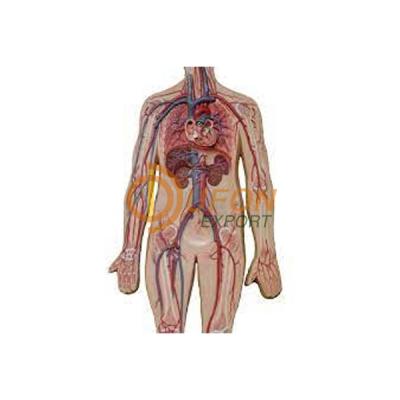 Human Artery and Vein Model