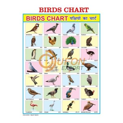 Birds Chart