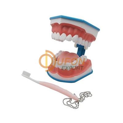 Large Teeth Model with Brush