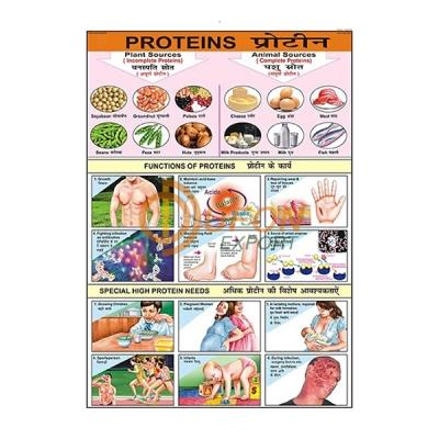 Proteins Chart