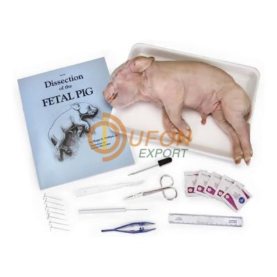 Dissection Kit - Fetal Pig