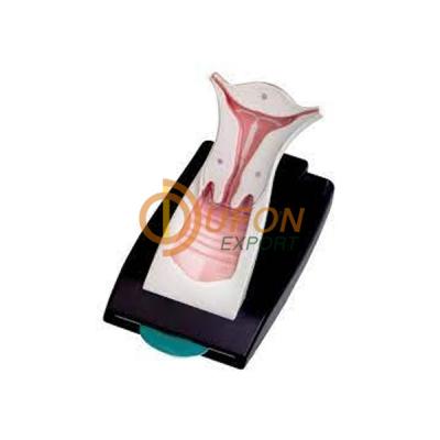 IUD Demonstration Model With Pullout Cards