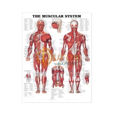 Human Muscles Chart