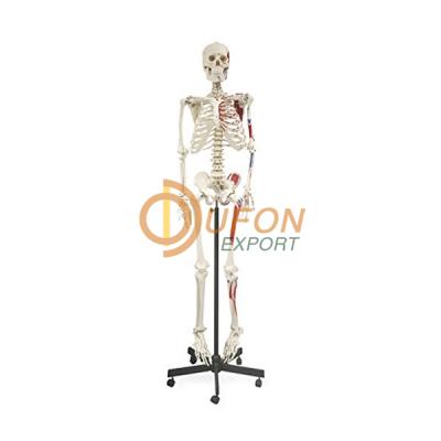 Human Skeleton 66 Full Size 168cm