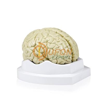 Life Size Brain Model 3 Part