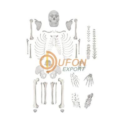 Human Skeleton Dis-articulated