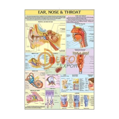 Ear, Nose, Throat Chart