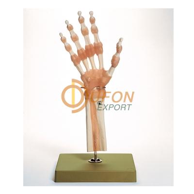 Hand Finger Joint Functional Model