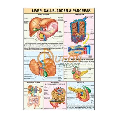 Liver, Gall bladder and Pancreas