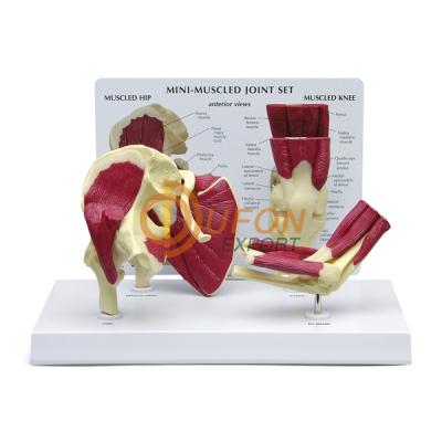 Mini Muscle Joint Model