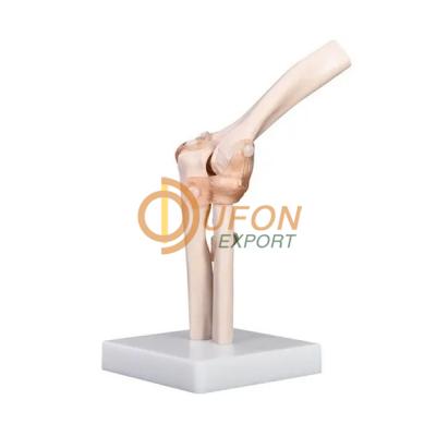 Elbow Joint Model