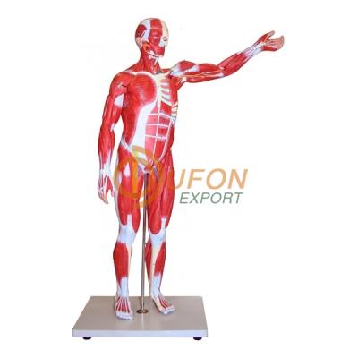 Muscular Figure 85cm Model 27 Parts