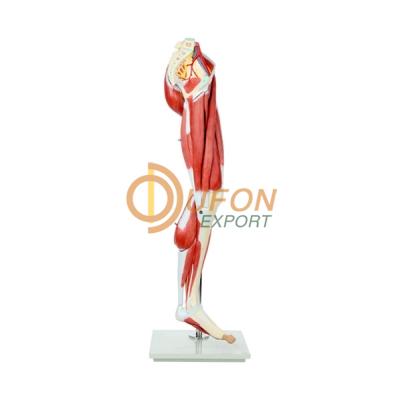 Muscles of Human Leg Model