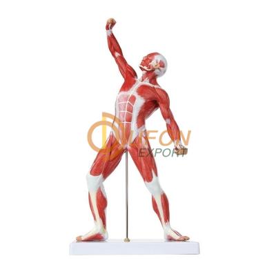 Muscular Figure 50cm Model