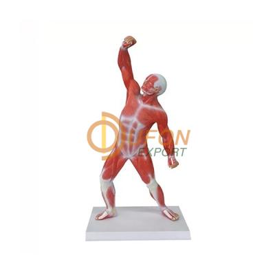 Muscular Figure 20cm Model
