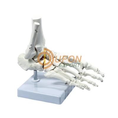 Foot Skeleton Model