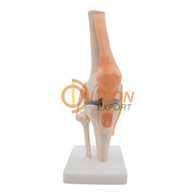 Knee Joint Model