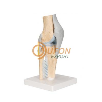 Sectional Knee Joint Model