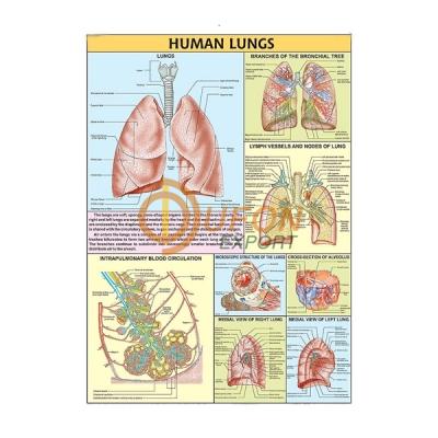 Human Lungs Chart