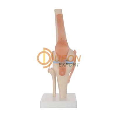 Knee Joint Life Size