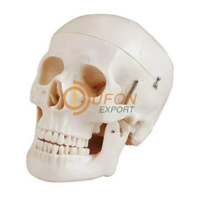 Adult Skull Life Size