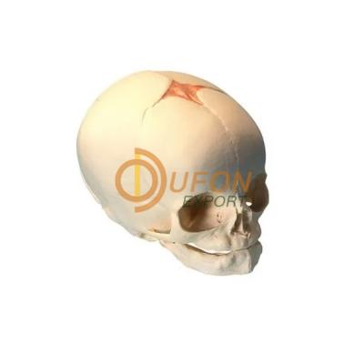 Foetal Child Skull Model