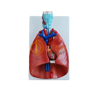 Larynx Heart and Lungs Model