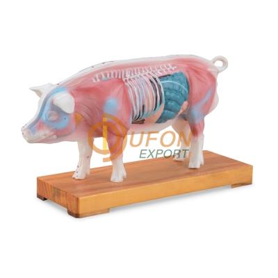 Pig Acupuncture Model