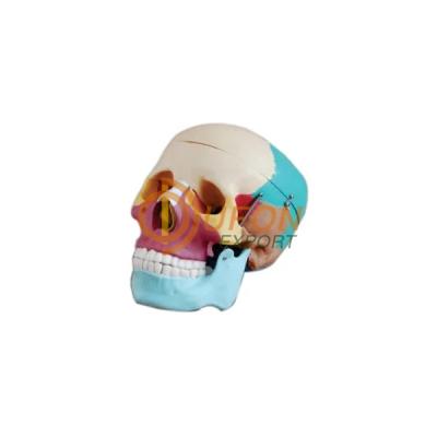 Adult Skull Colored Life Size