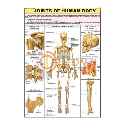 Joints of Human Body Chart