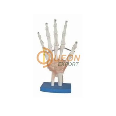 Hand Joint with Muscles Model